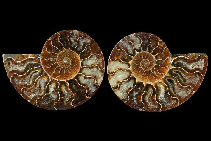 Sliced Ammonite Fossil - Agatized #125005